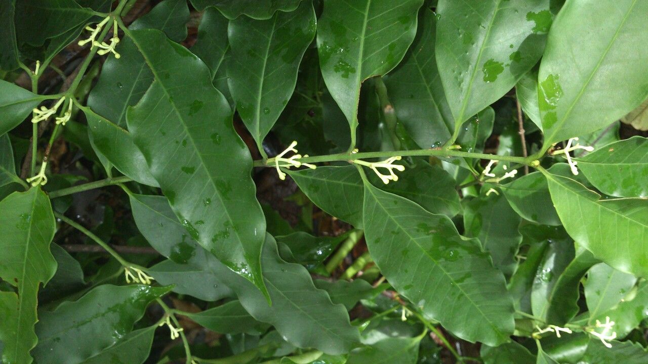 Lacmellea panamensis flower