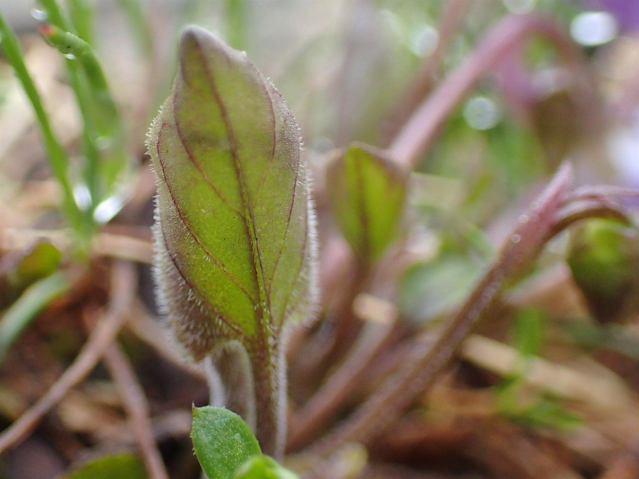 Viola thomasiana habit