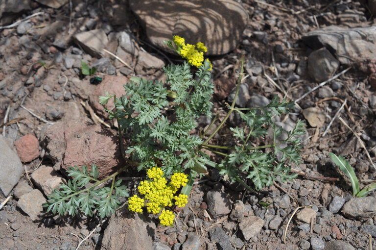 Lomatium vaginatum habit