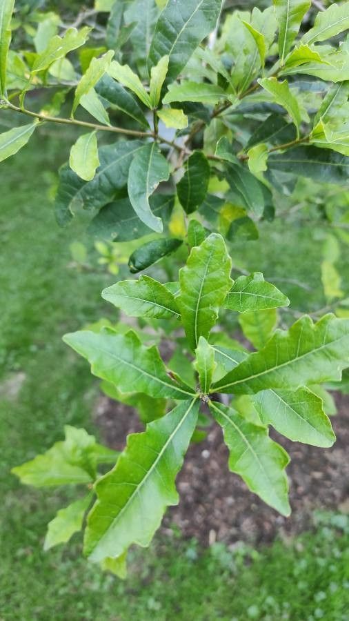 Quercus sinuata — houseplant care guide