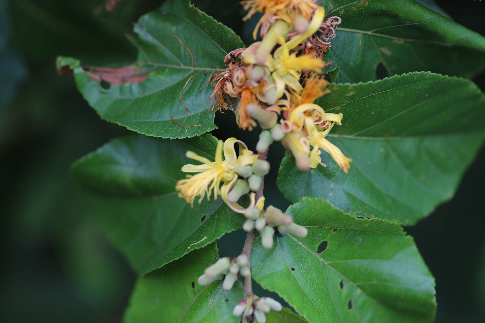 Grewia carpinifolia flower