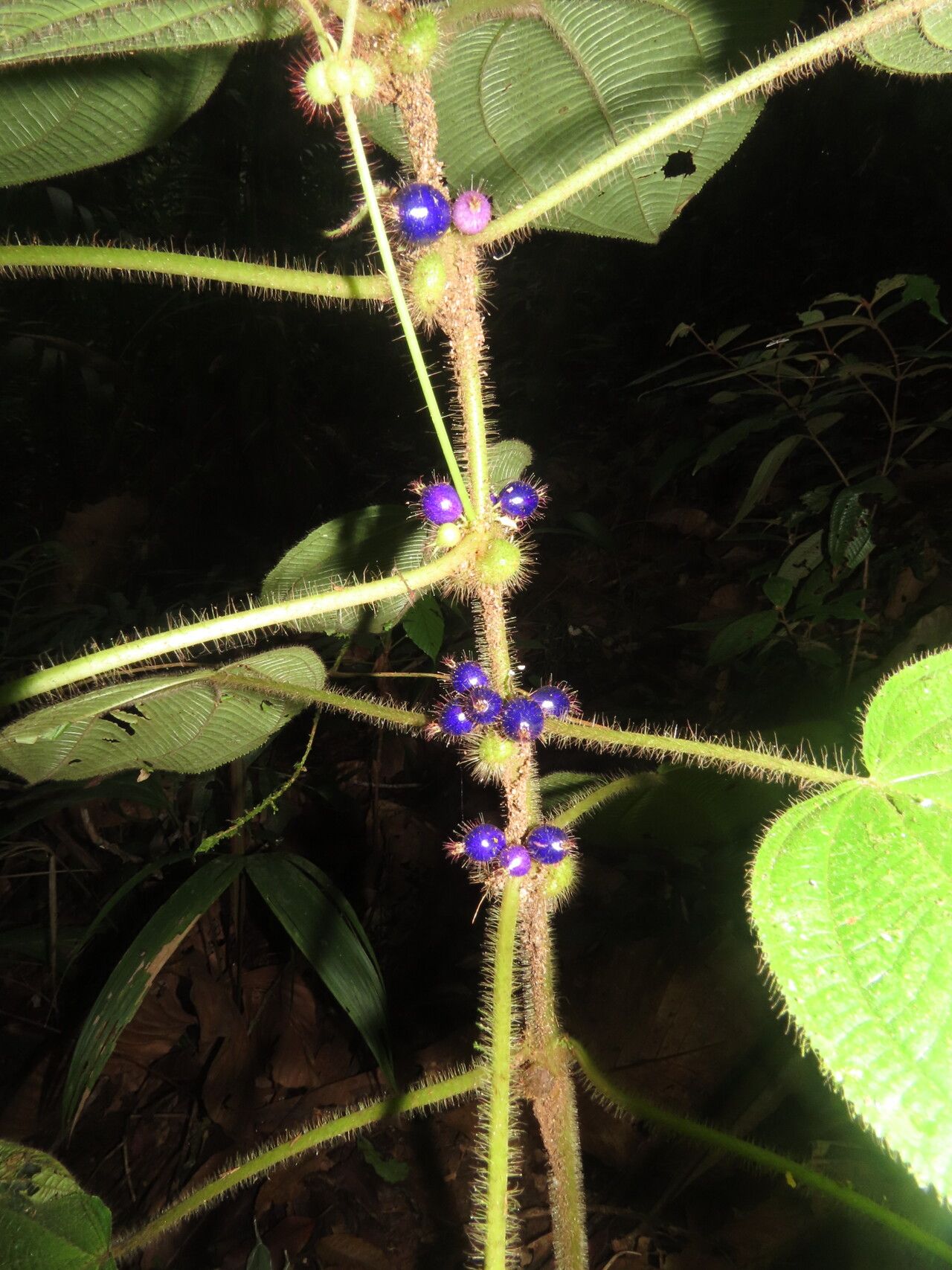 Clidemia crenulata — related species from the same genus