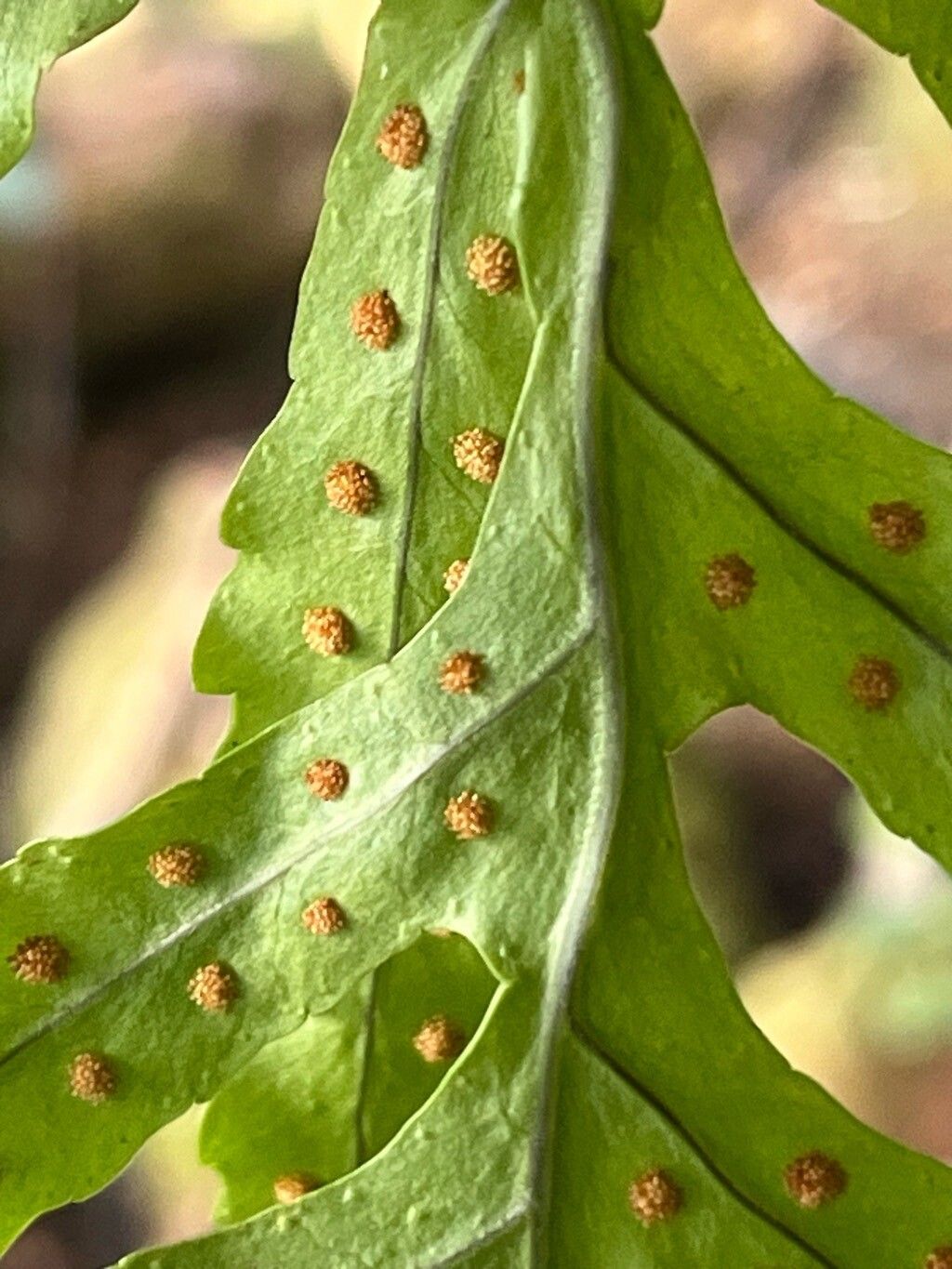 Polypodium macaronesicum other