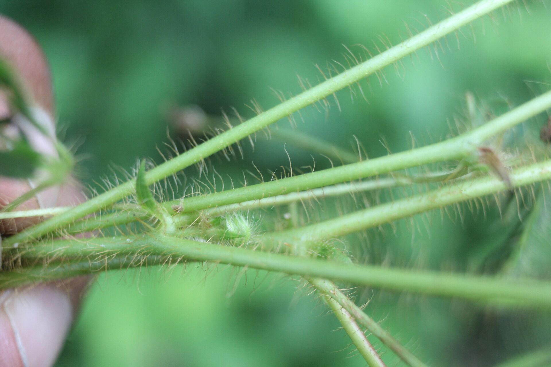 Mimosa skinneri bark
