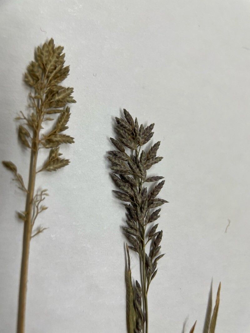 Eragrostis neesii flower
