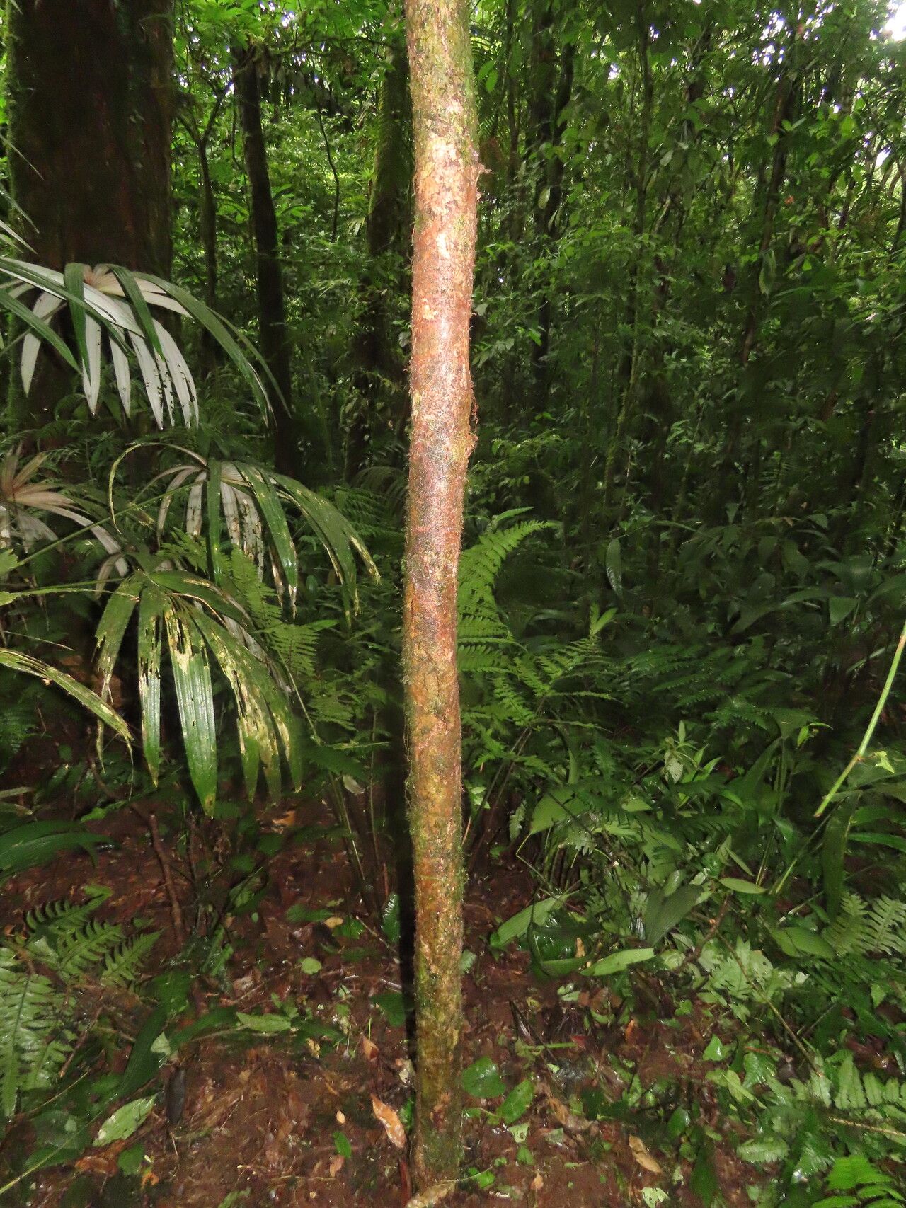 Eugenia belloi habit