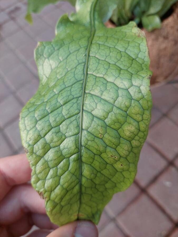 Leptochilus pteropus leaf