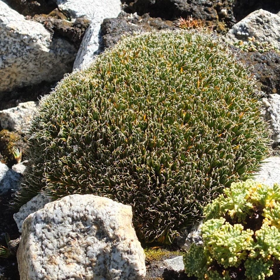 Distichia filamentosa habit