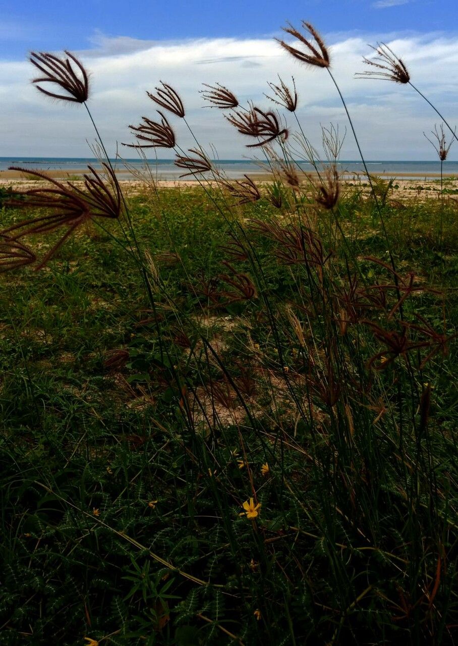 Chloris barbata flower
