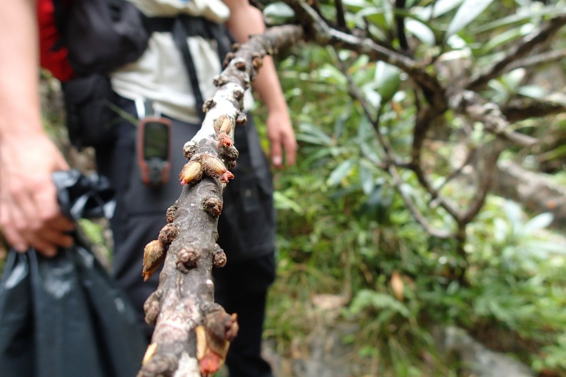Planchonella saligna bark