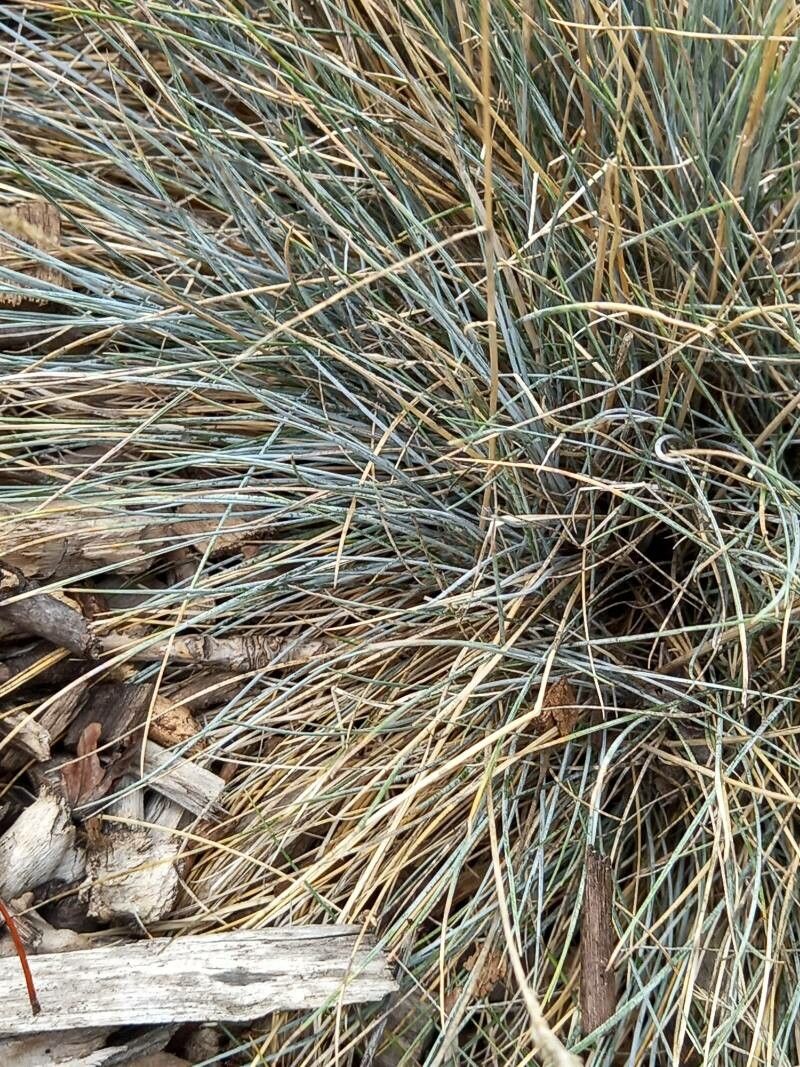 Festuca cinerea — search result for 'Festuca'