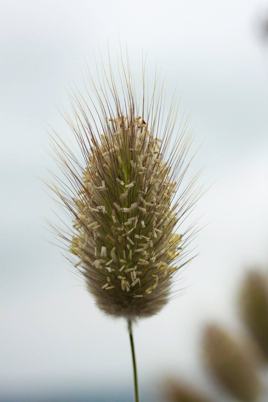 Lagurus ovatus flower