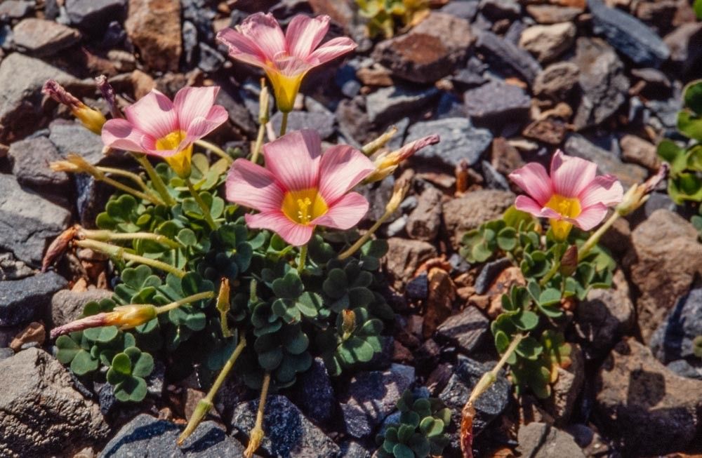 Oxalis obtusa habit