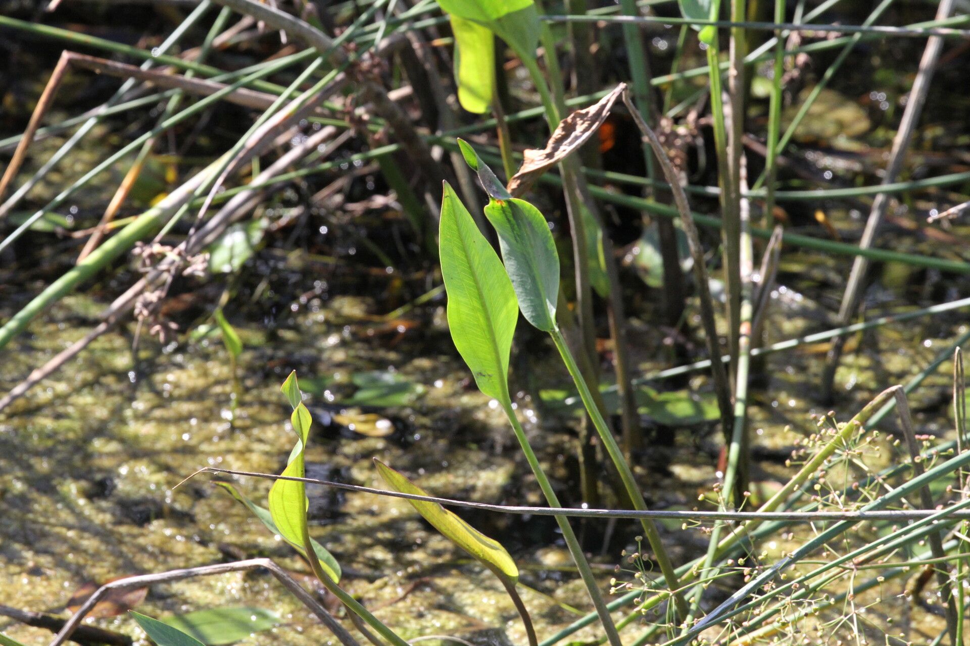 Alisma lanceolatum leaf