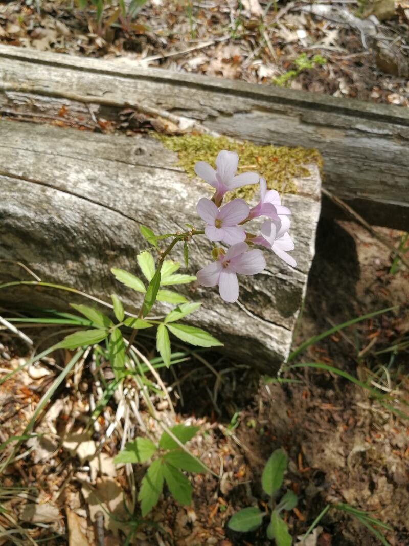 Cardamine bulbifera flower