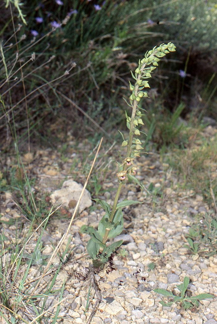 Epipactis kleinii habit