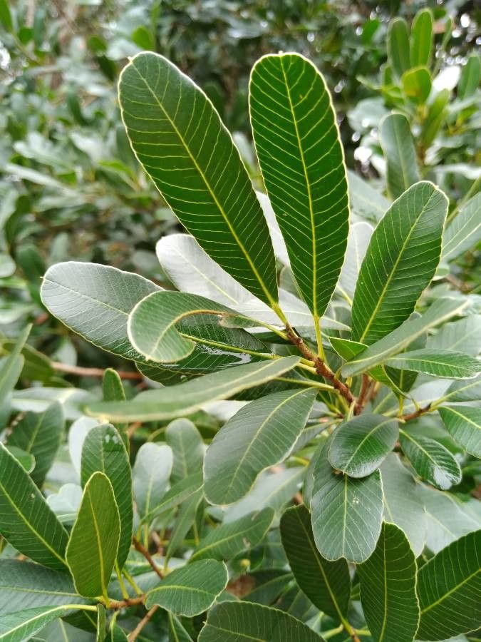 Lithraea brasiliensis — related species from the same genus