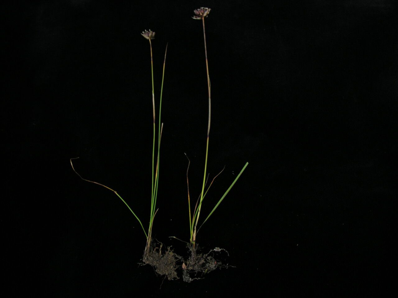 Juncus leucanthus — search result for 'Juncus'