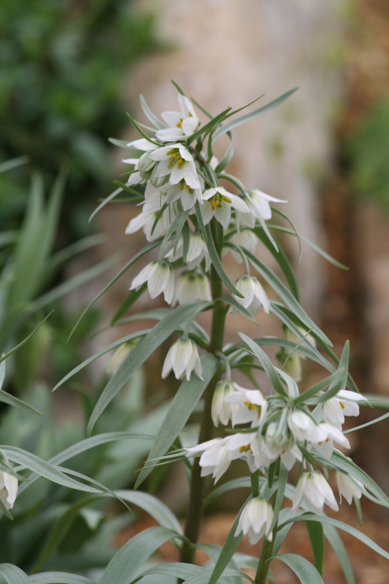 Fritillaria bucharica flower