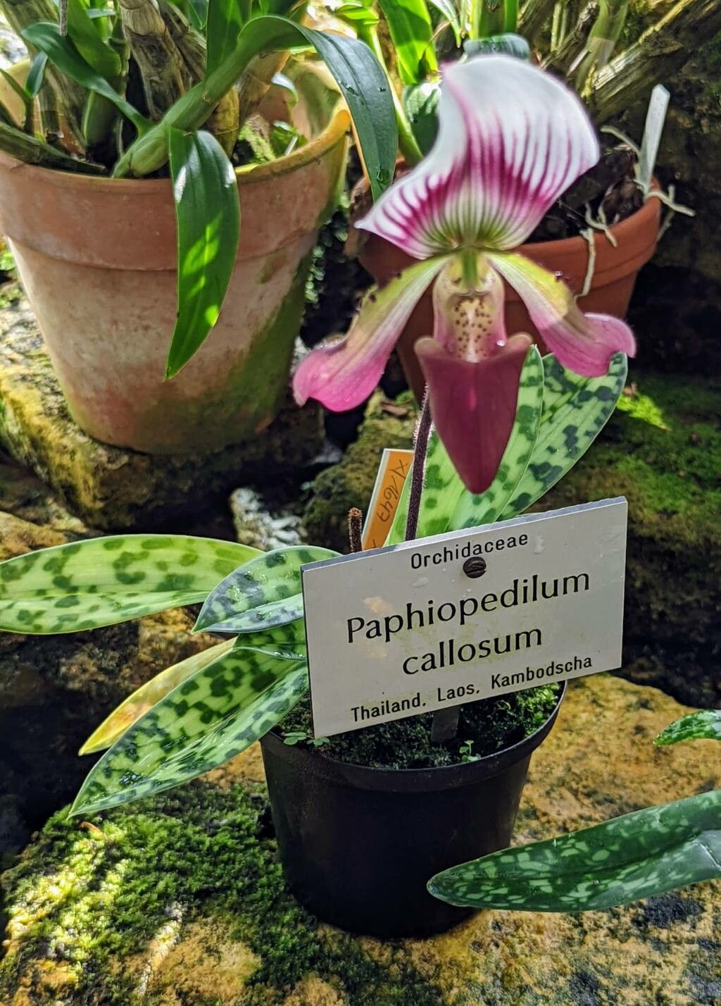 Paphiopedilum callosum habit