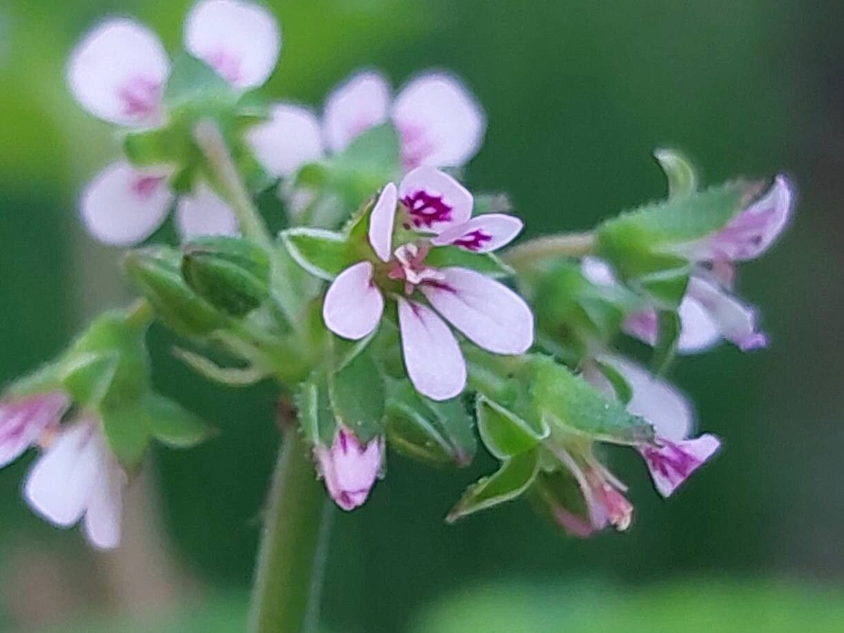 Pelargonium madagascariense flower