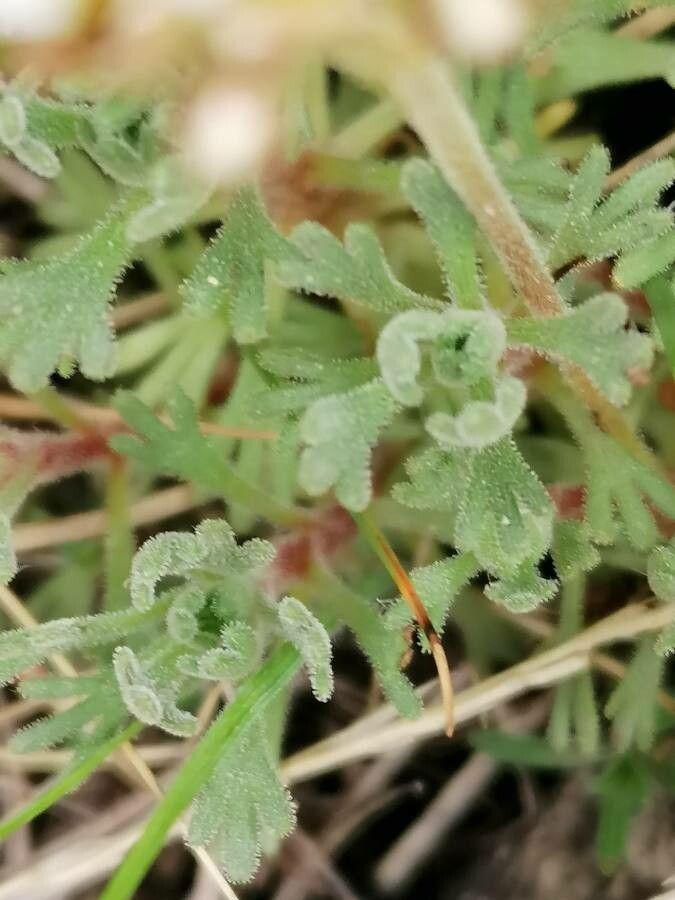 Saxifraga pubescens leaf