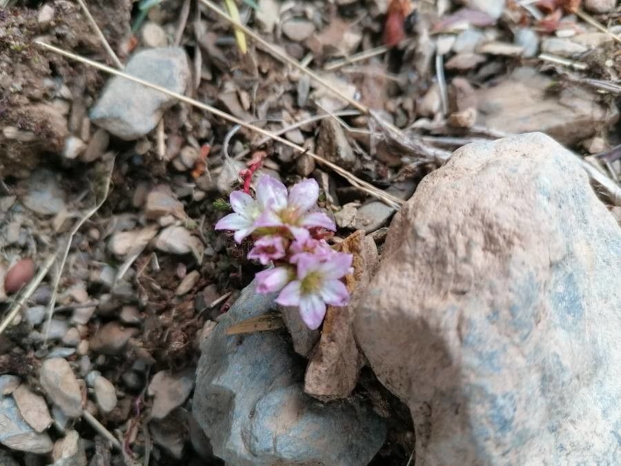 Sedum candollei habit