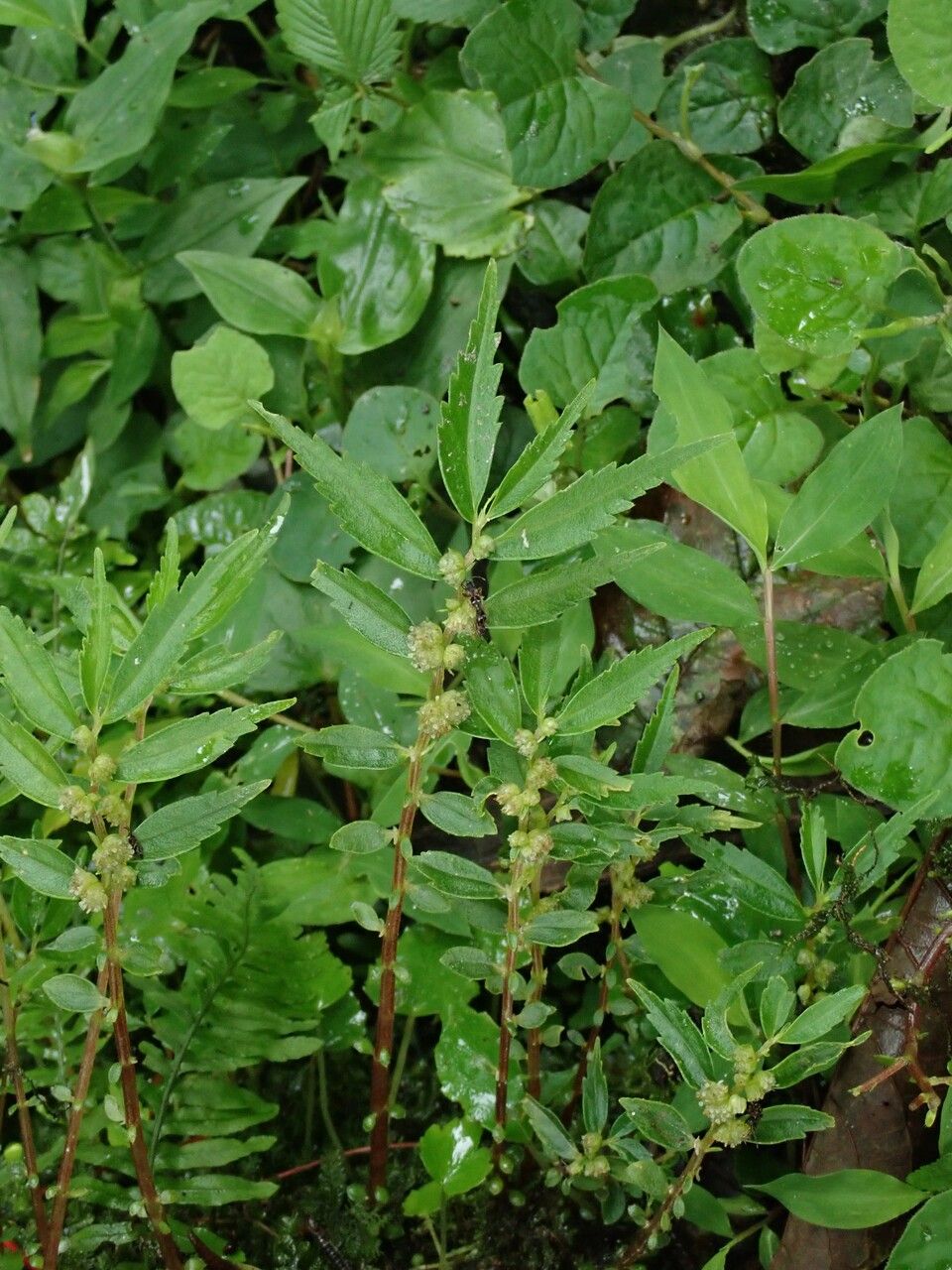 Elatostema monandrum habit