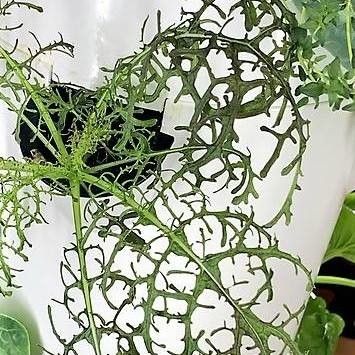 Ceratopteris thalictroides — search result for 'Pteridaceae'