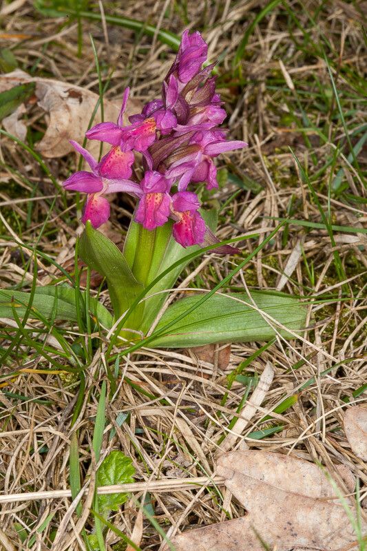 Dactylorhiza sambucina leaf