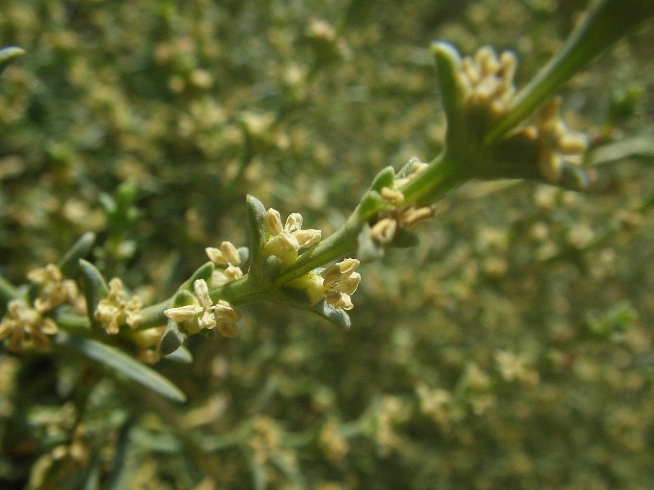 Salsola verticillata — houseplant care guide