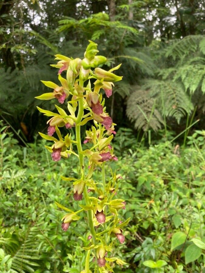 Eulophia alta flower