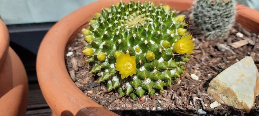 Mammillaria marksiana flower