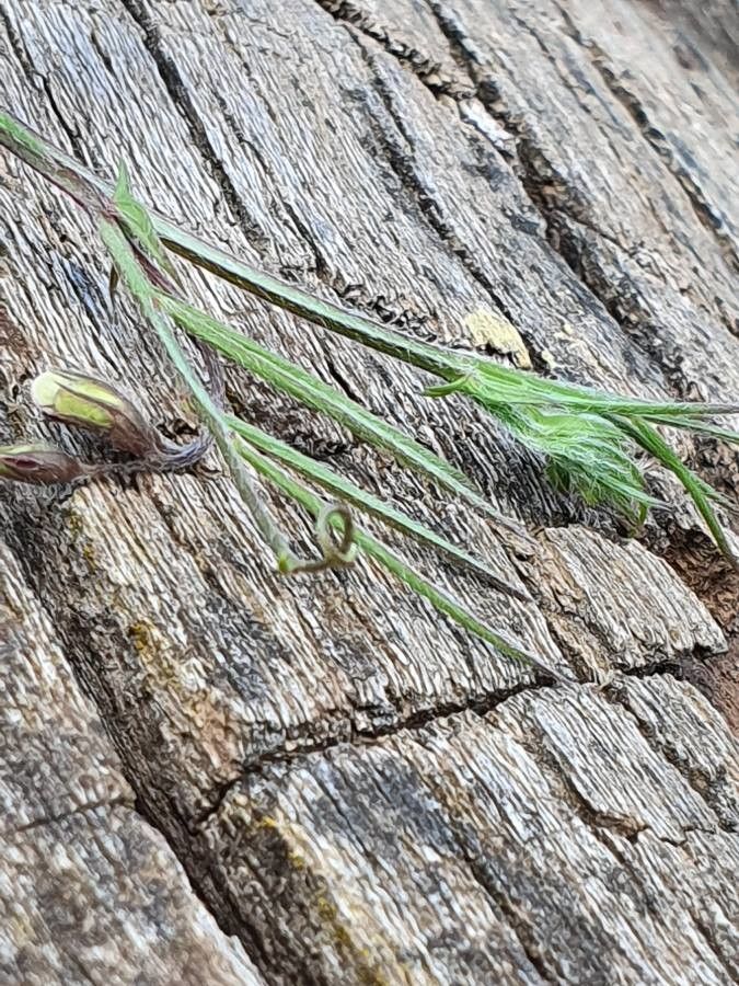Vicia paucifolia habit