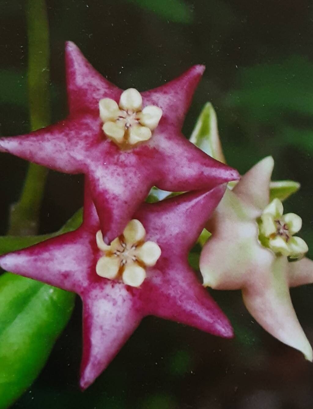 Hoya coronaria flower