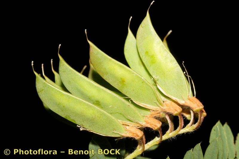 Vicia orobus fruit