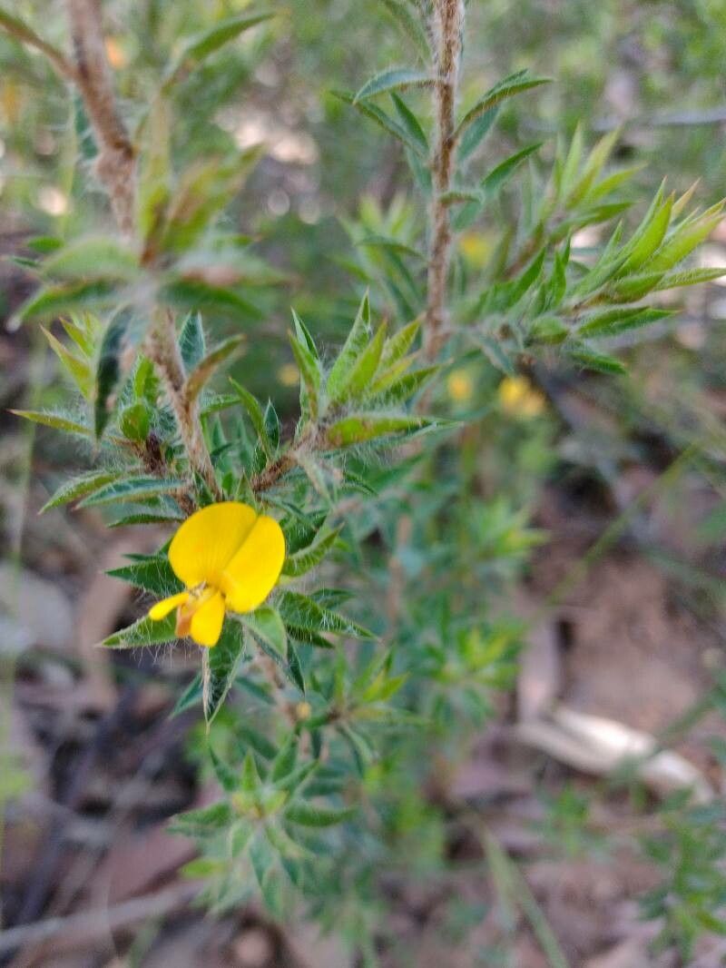 Pultenaea villifera — houseplant care guide