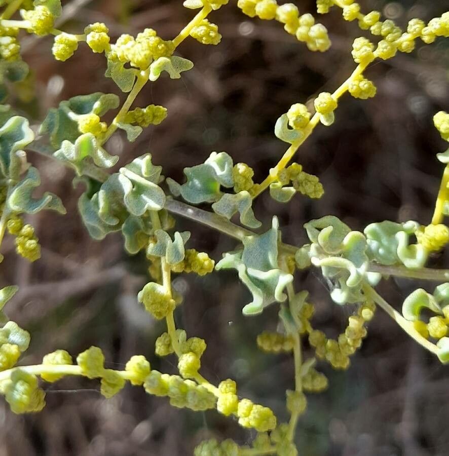 Atriplex undulata flower