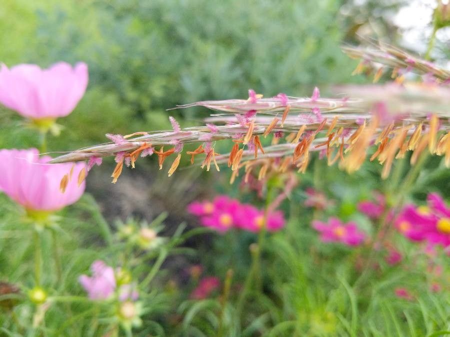Andropogon gerardii flower