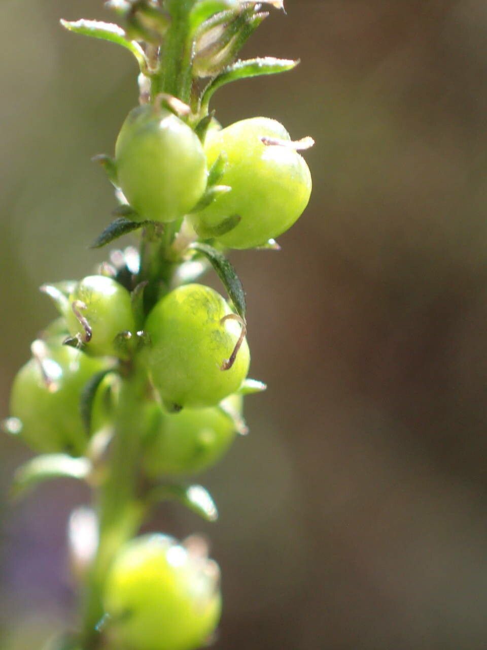 Anarrhinum bellidifolium fruit