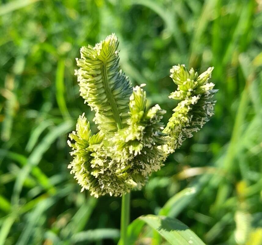 Eleusine tristachya flower