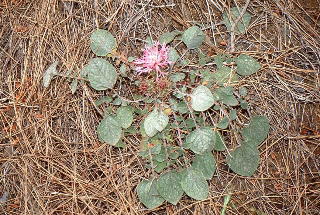 Centaurea urvillei habit