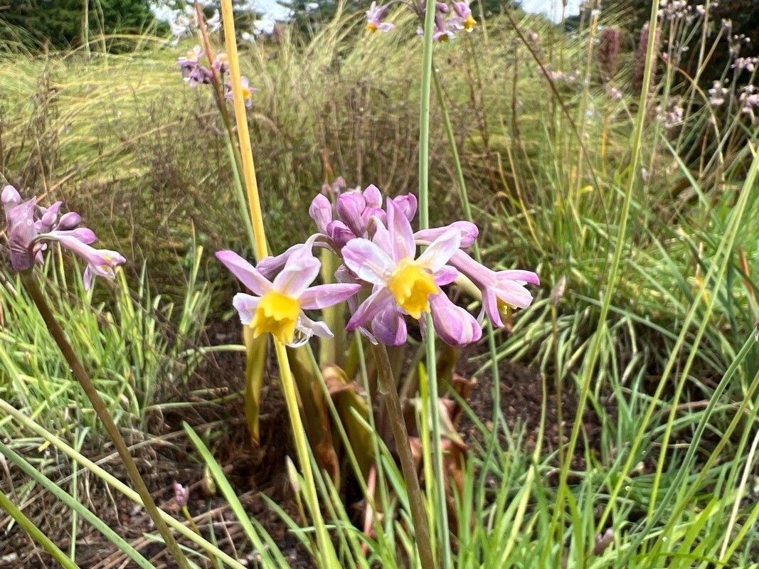 Tulbaghia natalensis — related species from the same genus