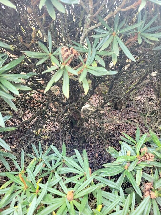 Rhododendron roxieanum bark