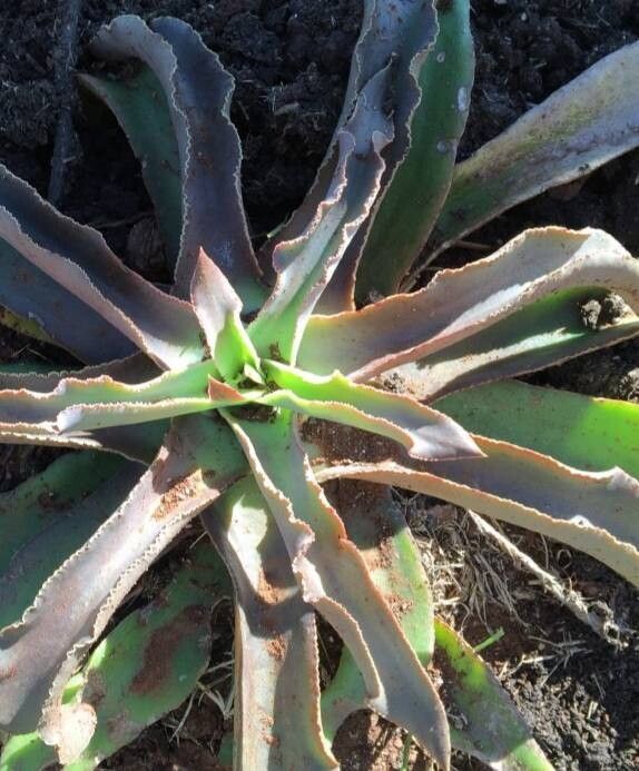 Echeveria marianae — houseplant care guide