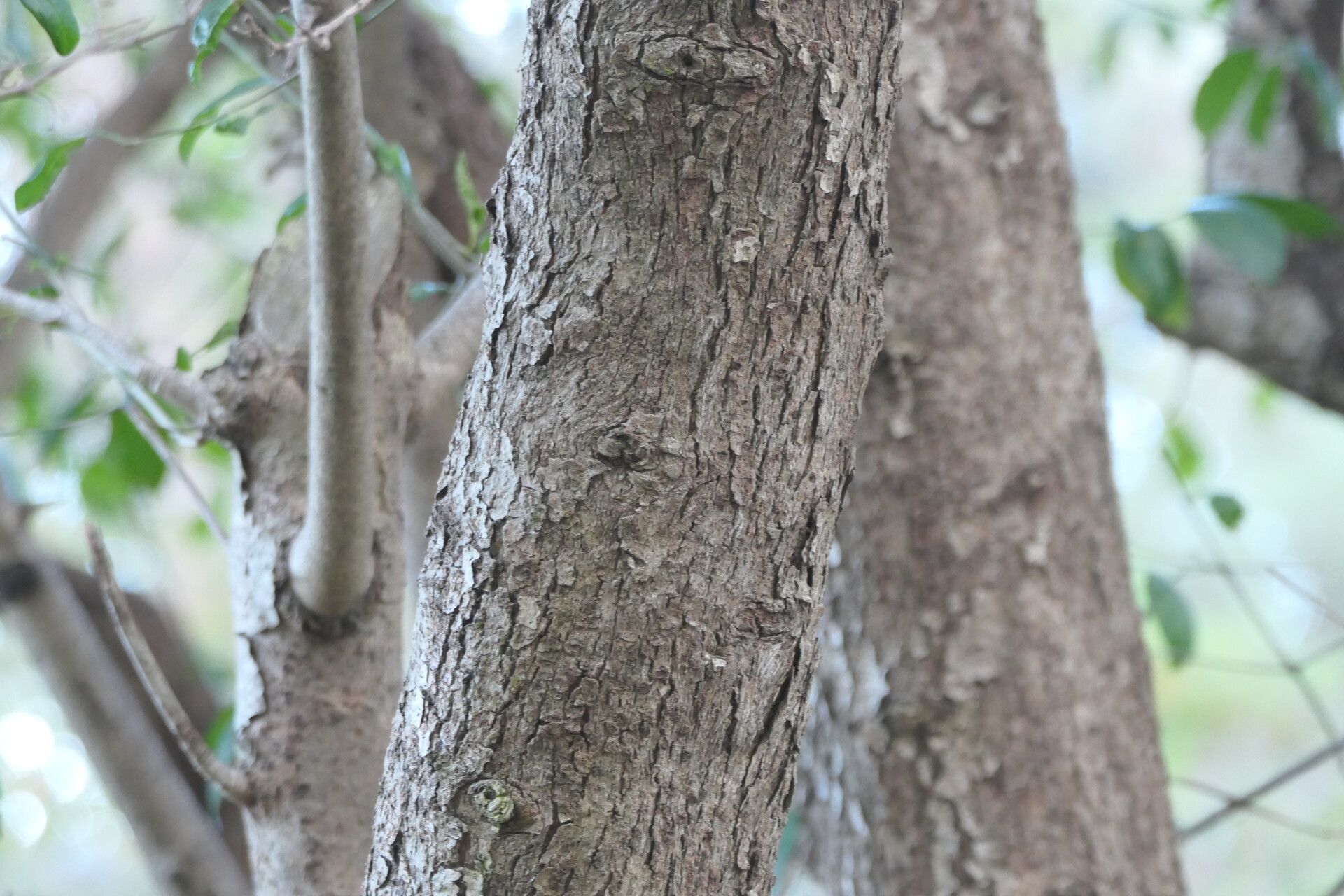 Canthium inerme bark