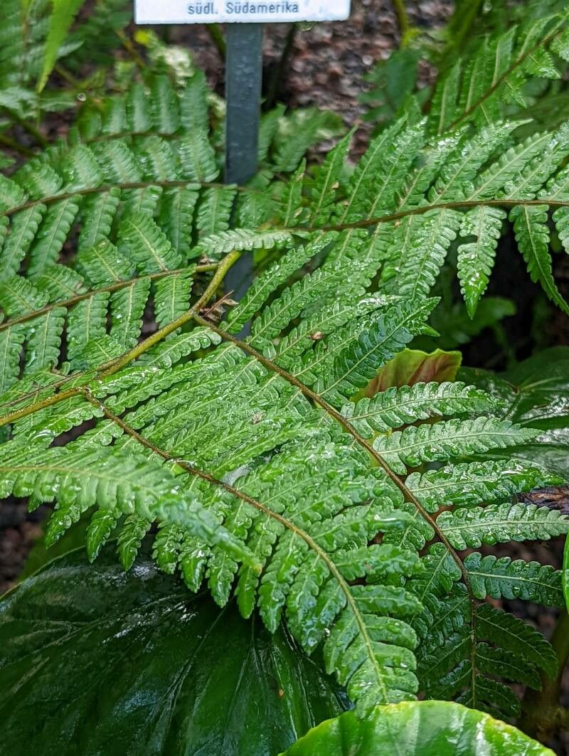 Alsophila setosa leaf