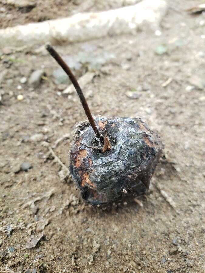 Cascabela thevetioides fruit
