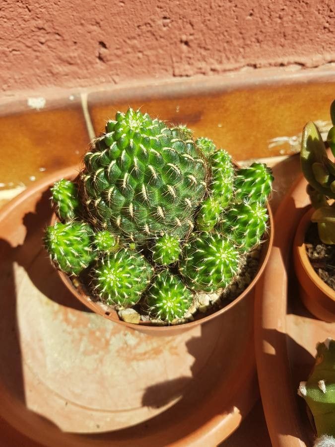 Rebutia perplexa bark