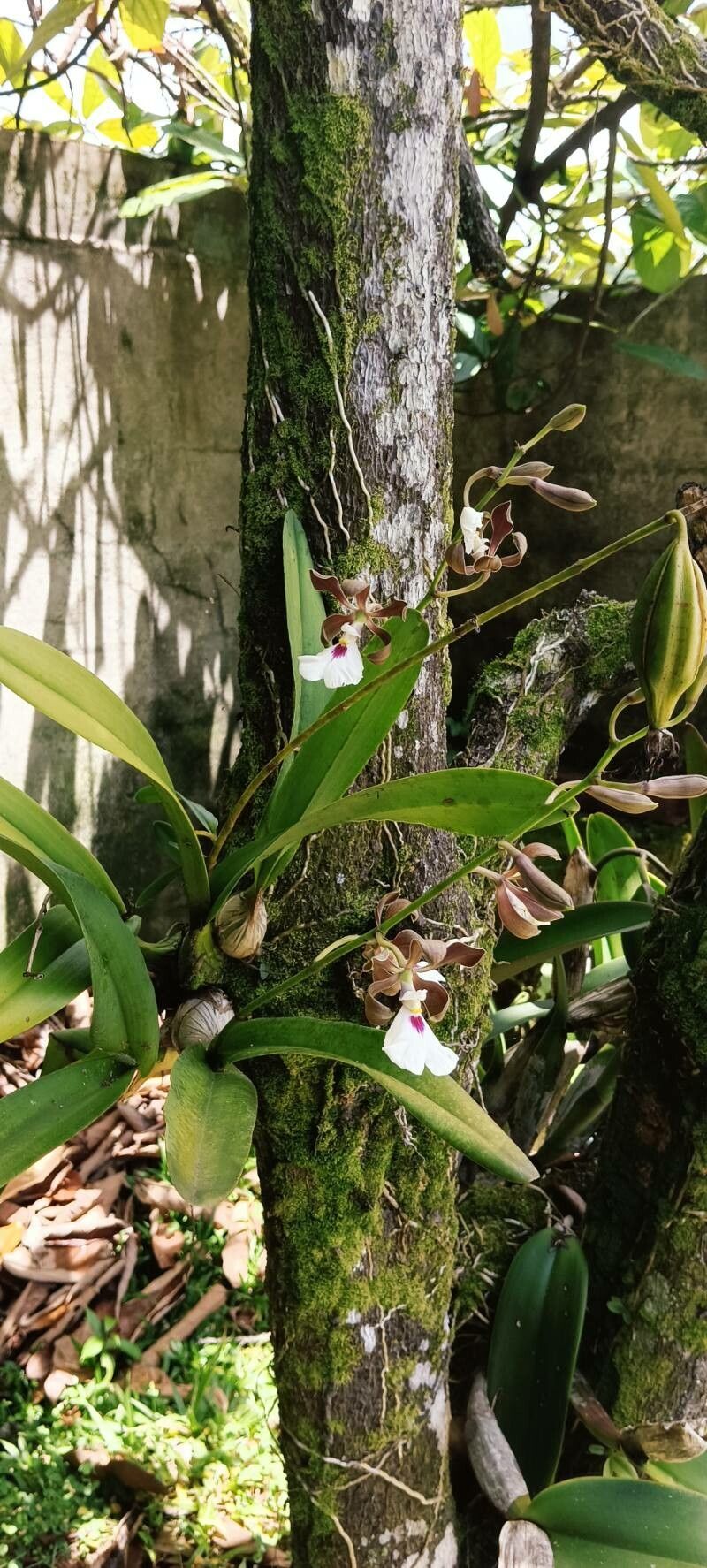 Encyclia randii habit